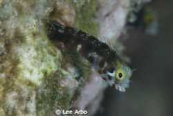 Blenny off Buddy Reef in Bonaire. by Lee Arbo 